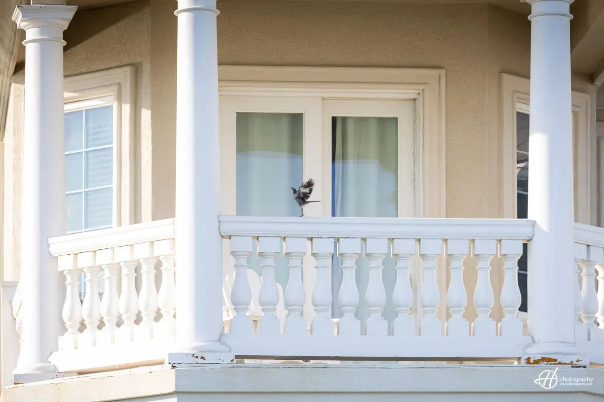 bird assisting at the wedding 