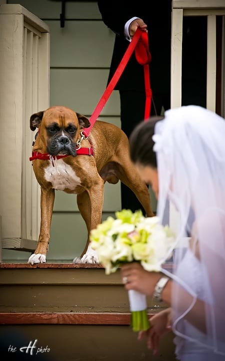 dogs at wedding 