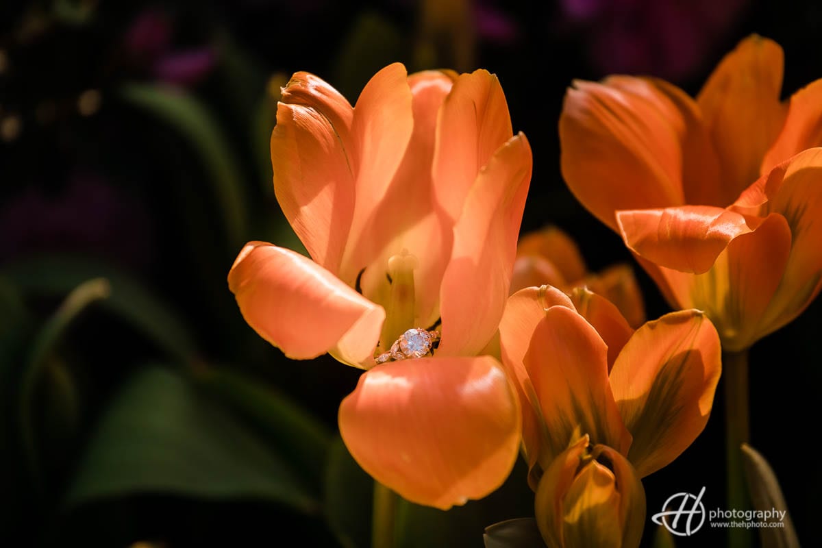 engagement ring in a tulip